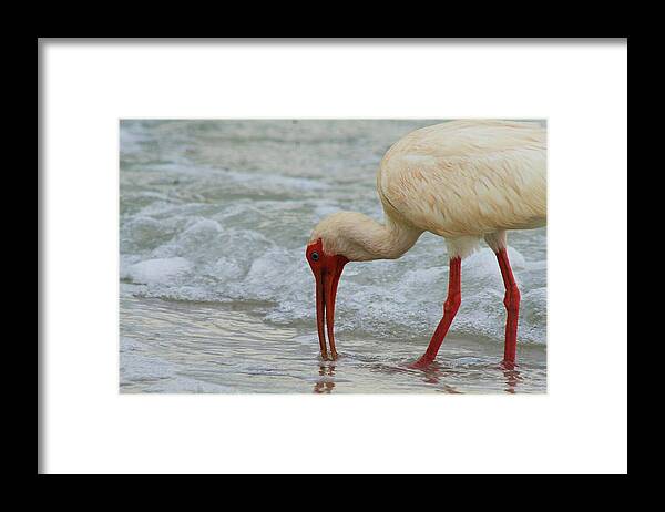 Ocean Birds Framed Print featuring the photograph a Feathered Fisher by John Handfield