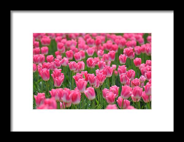 Pink Flowers Framed Print featuring the photograph A Field of Pink Tulips by Ronda Broatch