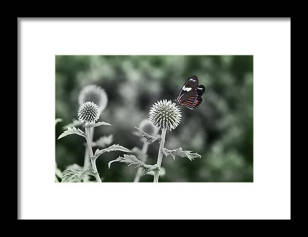 Flight Framed Print featuring the photograph A Flight of Fancy by Robin Webster