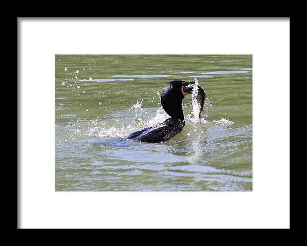 Cormorant Framed Print featuring the photograph A Fresh Meal by Shane Bechler