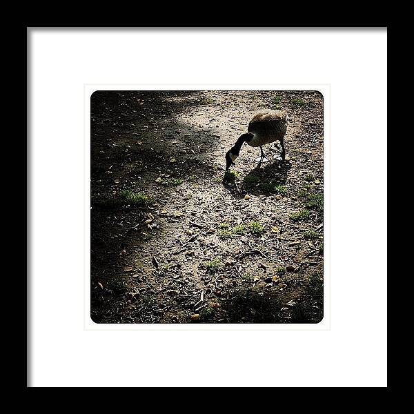 Mobilephotography Framed Print featuring the photograph A Goose A Grazing by Natasha Marco