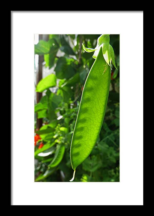 Peas Framed Print featuring the photograph A Green Womb by Steve Taylor
