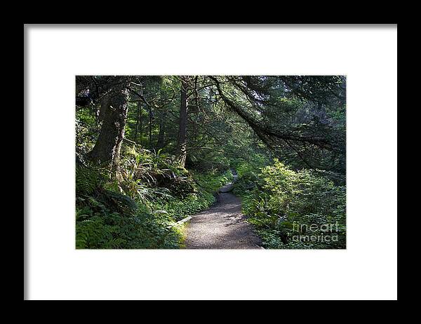Photography Framed Print featuring the photograph A Light in the Forest - Olympic National Park by Sean Griffin