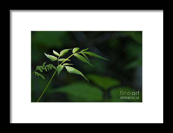 Photography Framed Print featuring the photograph A Light in the Forest by Sean Griffin