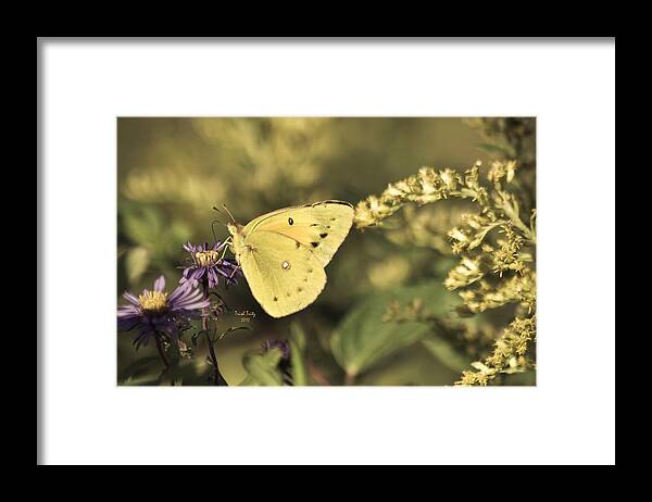 Butterfly Framed Print featuring the photograph A Little Bit Of Yellow by Trish Tritz