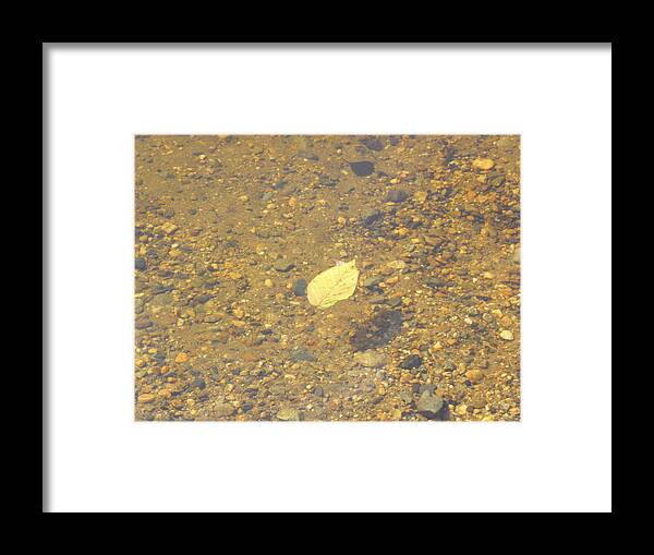 Leaf Framed Print featuring the photograph A Lonely Floater by Kim Galluzzo Wozniak