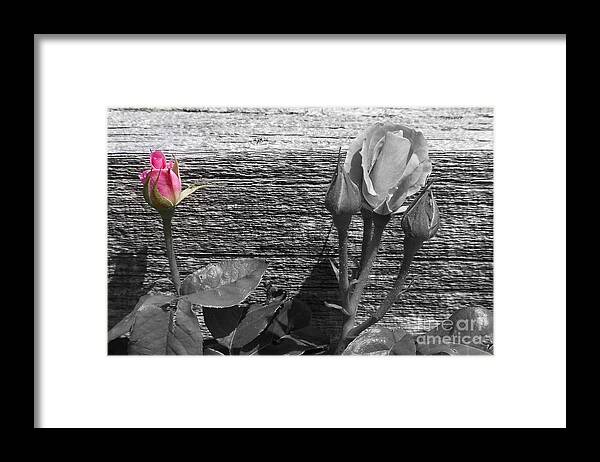 Roses Framed Print featuring the photograph A Pop of Pink by Dorrene BrownButterfield