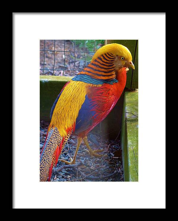 Bird Framed Print featuring the photograph A Rainbow Bird by Jeanette Oberholtzer