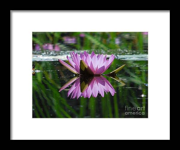 Water Lily Framed Print featuring the photograph A Reflection of A Fuchsia Water Lily by Chad and Stacey Hall