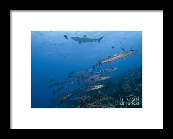 English Reef Framed Print featuring the photograph A School Of Pickhandle Barracuda, Papua by Steve Jones