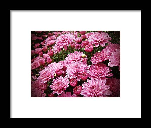 Chrysanthemums Framed Print featuring the photograph A Sea of Pink Chrysanthemums by Carol Senske