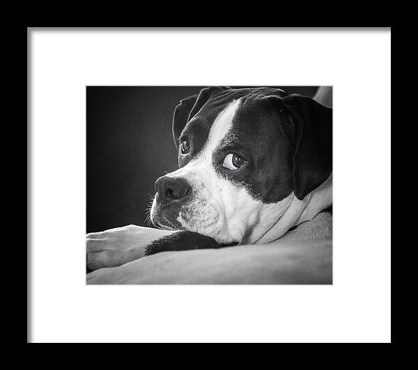 Dog Framed Print featuring the photograph A Soulful Expression by Steve Benefiel