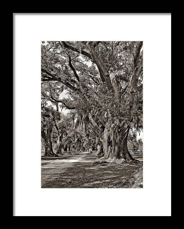 Evergreen Plantation Framed Print featuring the photograph A Stroll Through Time monochrome by Steve Harrington
