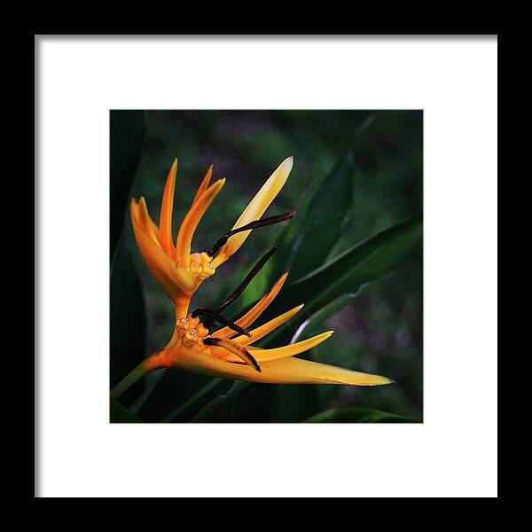 Bahrani Framed Print featuring the photograph A Tropical Flower, Humming Birds Feed by Ahmed Oujan