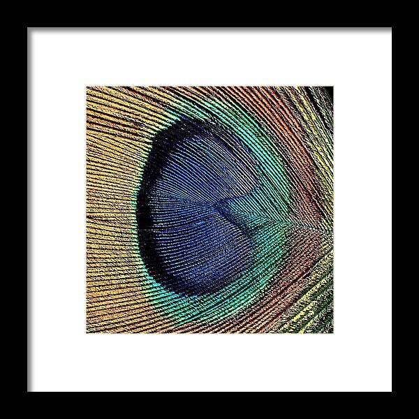 Macro Framed Print featuring the photograph Abstract Peacock Feather by Florene Welebny