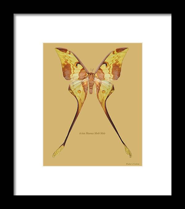 Actias Maenas Moth Male Framed Print featuring the digital art Actias Maenas Moth Male by Walter Colvin