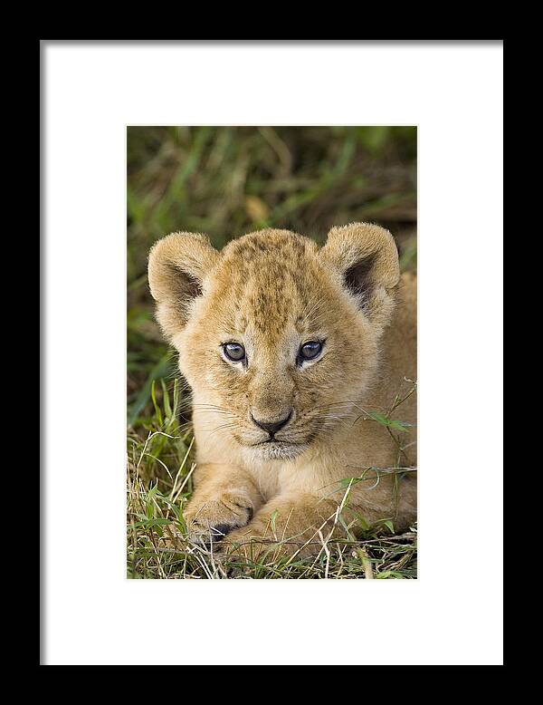 0761307 Framed Print featuring the photograph African Lion Cub Panthera Leo by Suzi Eszterhas