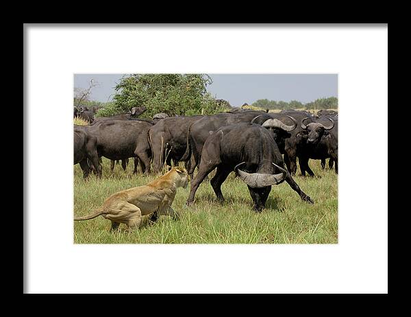 Mp Framed Print featuring the photograph African Lion Panthera Leo Fending by Pete Oxford