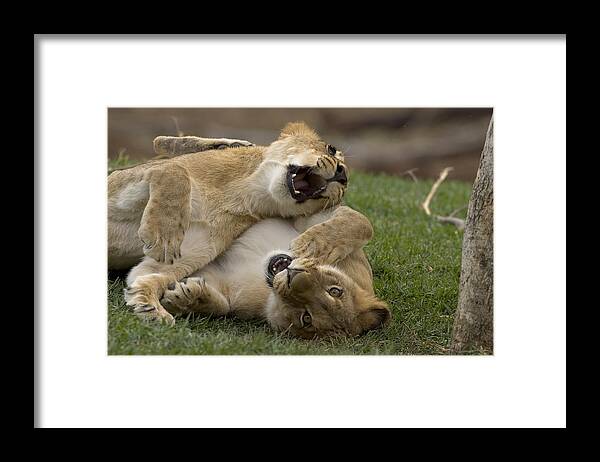 African Lion Framed Print featuring the photograph African Lion Panthera Leo Two Cubs by San Diego Zoo