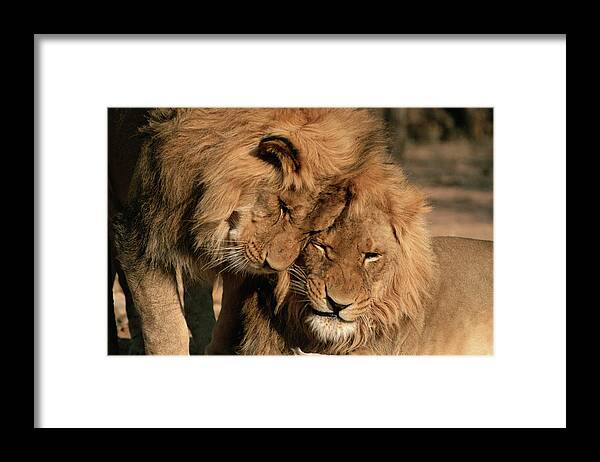 Mp Framed Print featuring the photograph African Lion Panthera Leo Two Males, Mt by Michael & Patricia Fogden