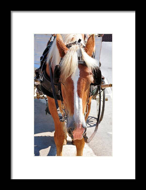 Horses Framed Print featuring the photograph Afternoon Siesta by Jan Amiss Photography