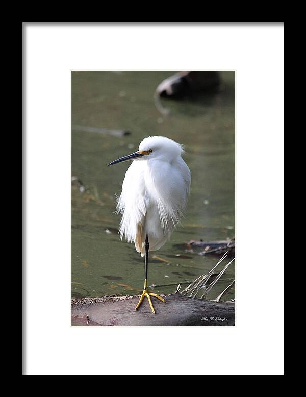 Snowy Egret Framed Print featuring the photograph Against The Wind by Amy Gallagher