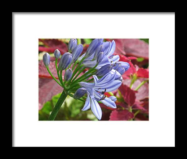Spring Framed Print featuring the photograph Agapanthus by Alfred Ng