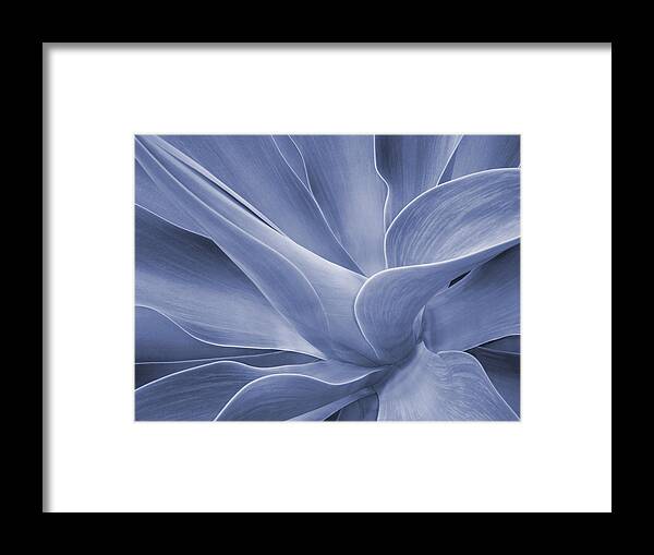 Agave Framed Print featuring the photograph Agave in Blue by Bel Menpes
