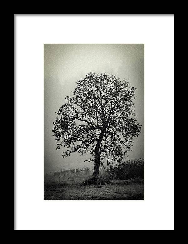 Black And White Framed Print featuring the photograph Age Old Tree by Steve McKinzie