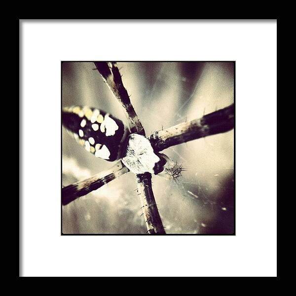Rcspics Framed Print featuring the photograph Agriope by Dave Edens