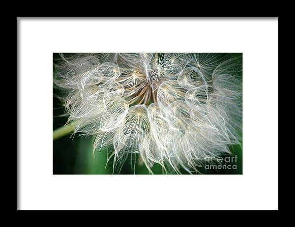 Down Framed Print featuring the photograph Airy by Anjanette Douglas