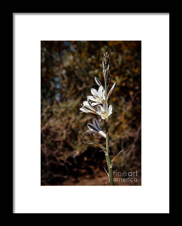 Arizona Framed Print featuring the photograph Ajo lily by Robert Bales