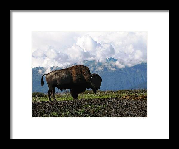 Alaska Framed Print featuring the photograph Alaskan Buffalo by KATIE Vigil