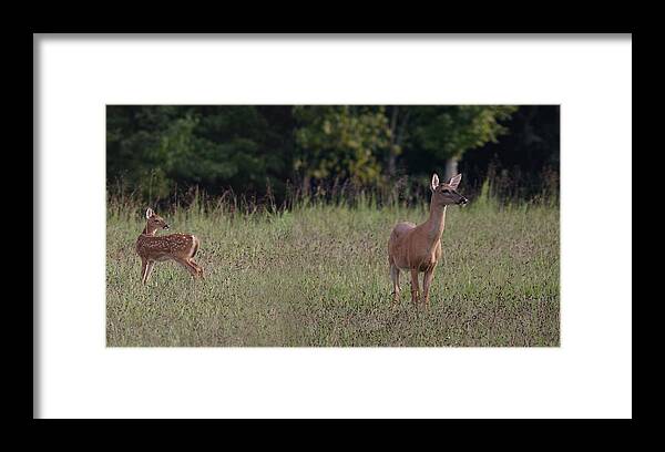 Odocoileus Virginanus Framed Print featuring the photograph Alert Doe And Fawn by Daniel Reed
