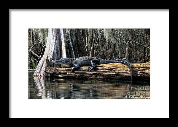 American Alligator Framed Print featuring the photograph Alligator Sunning by Barbara Bowen