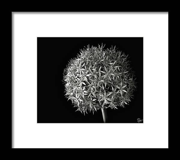 Flower Framed Print featuring the photograph Allium in Black and White by Endre Balogh