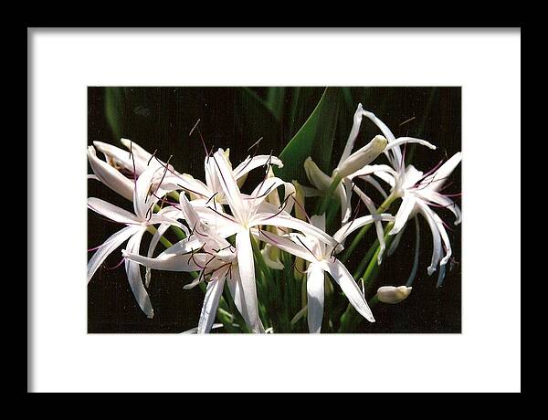 Tropic Flowers Framed Print featuring the photograph Aloha by Andrew Drozdowicz