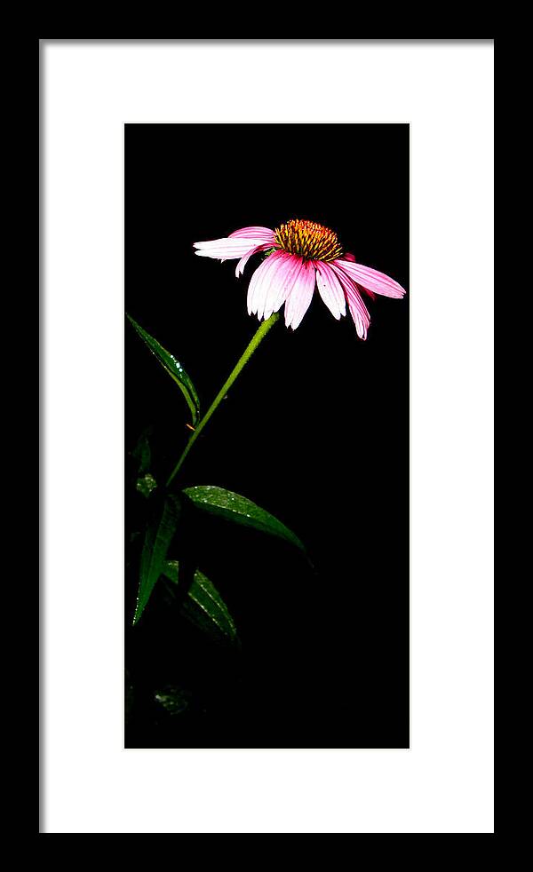 Purple Framed Print featuring the photograph Alone At Night by Kim Galluzzo