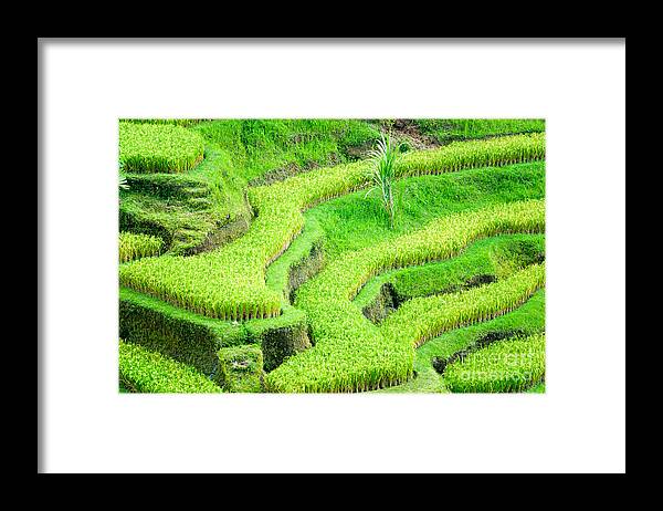 Agriculture Framed Print featuring the photograph Amazing Rice Terrace field by Luciano Mortula
