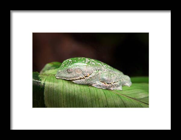 Granger Photography Framed Print featuring the photograph Amazon Leaf Frog by Brad Granger