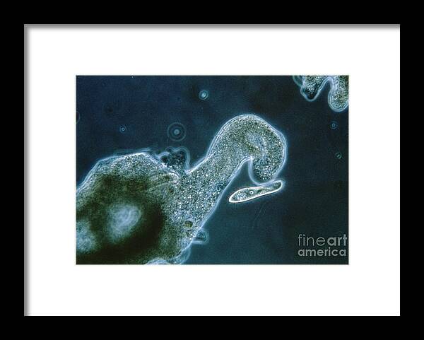 Amoeba Sp. Framed Print featuring the photograph Ameoba Catching Paramecium by Eric V. Grave
