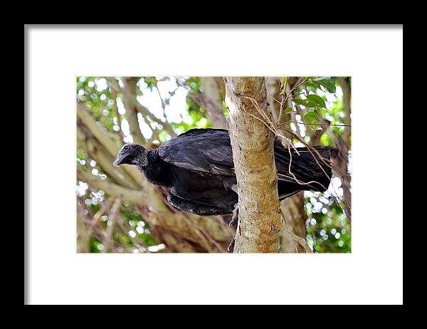 American Black Vulture Framed Print featuring the photograph Amercan Black Vulture by Pravine Chester