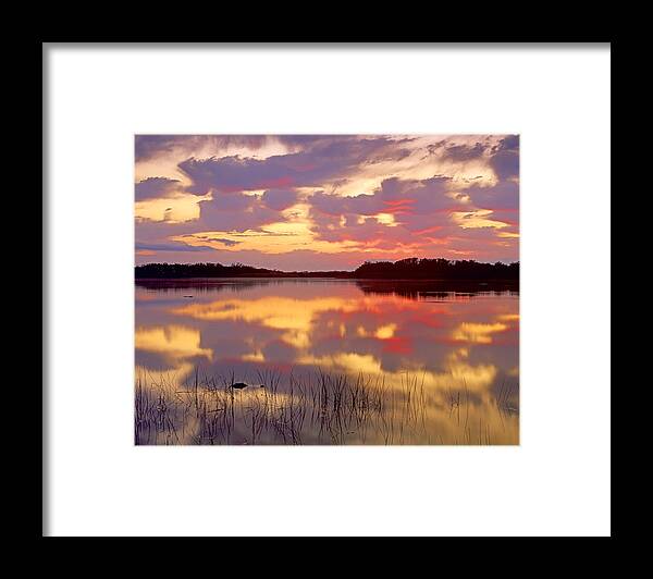 00175654 Framed Print featuring the photograph American Alligator Surfacing In Nine by Tim Fitzharris
