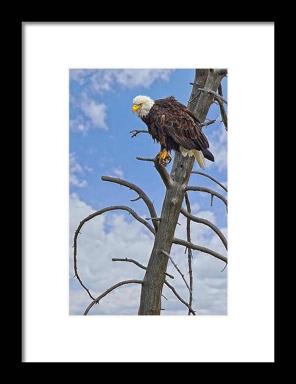 American Framed Print featuring the photograph American Bald Eagle in Yellowstone by Fred J Lord