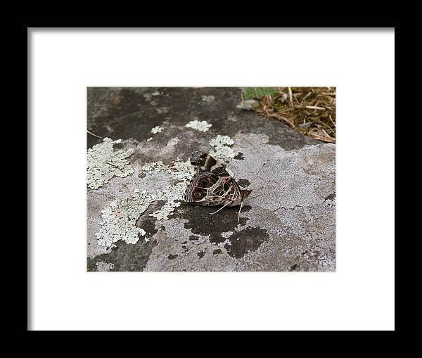 Butterfly Framed Print featuring the photograph American Beauty Butterfly on Rock by Azthet Photography