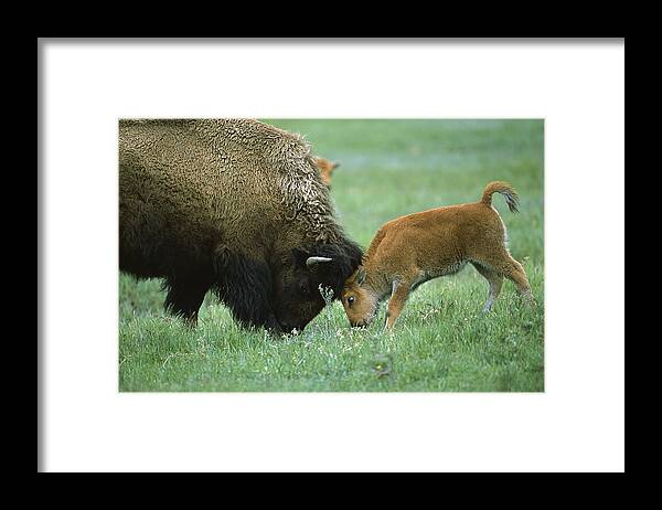 007461115 Framed Print featuring the photograph American Bison Cow And Calf by Suzi Eszterhas