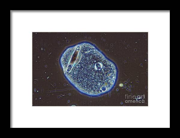 Science Framed Print featuring the photograph Amoeba Sp. Lm by M. I. Walker