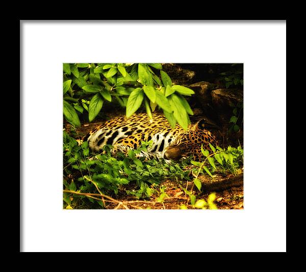 Tiger Framed Print featuring the photograph Amur Tiger by Linda Tiepelman