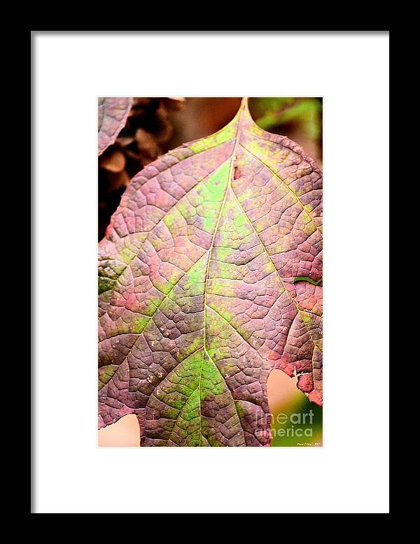 Autumn Framed Print featuring the photograph An Autumn's Leaf by Maria Urso
