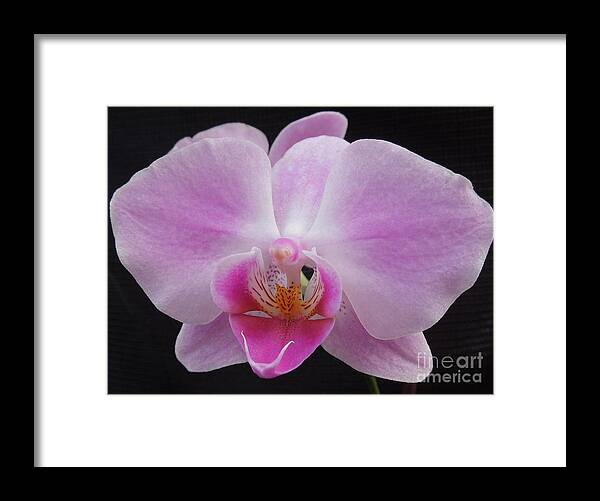 Orchid Framed Print featuring the photograph An Orchid by Chad and Stacey Hall